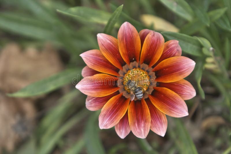 Honey bee on a Gazania flower