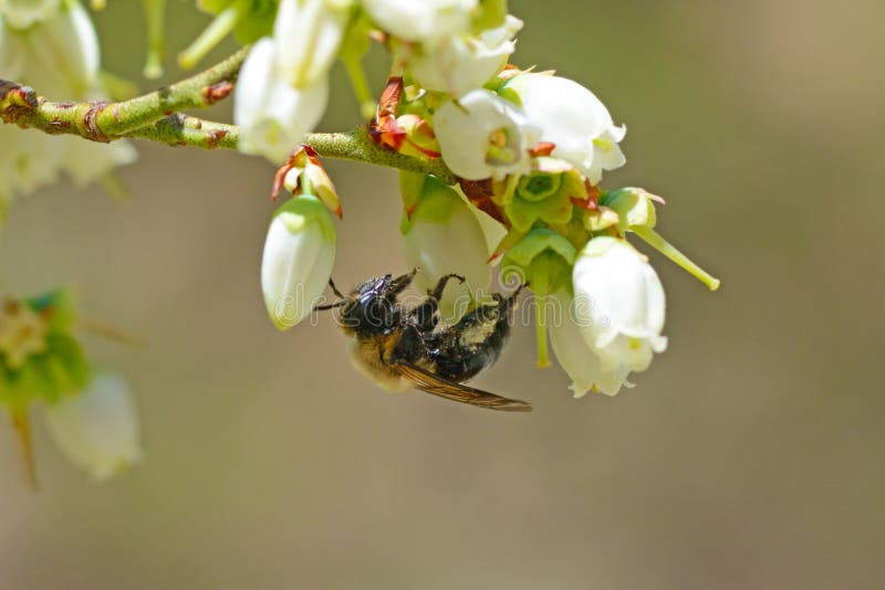 Honey Bee hangs from a Blueberry Bloom.