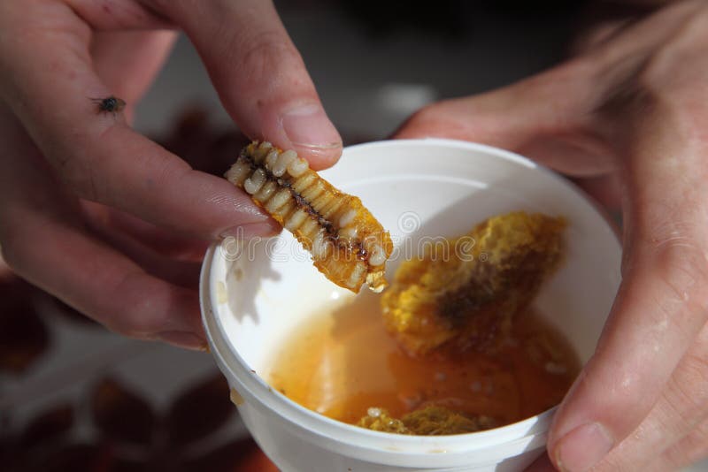 Honey Bee Hive stock image. Image of migration, delicious 55209071