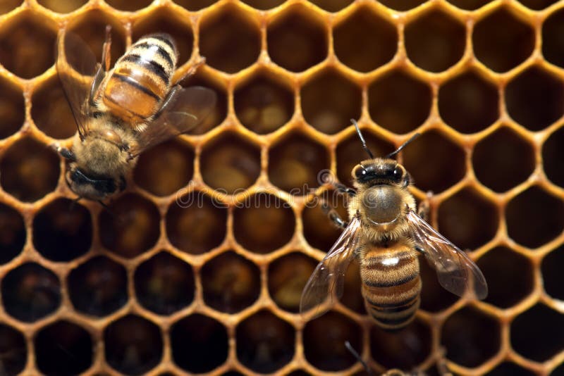 Honey Bee on the hive in Thailand and Southeast Asia. Honey Bee on the hive in Thailand and Southeast Asia.