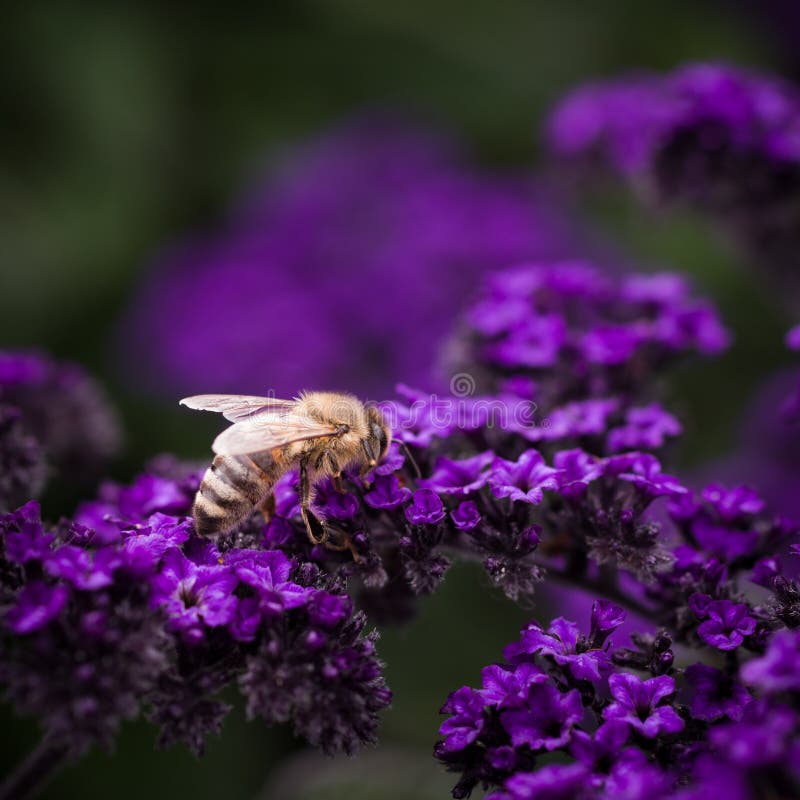 Honey bee stock photo. Image of apidae, head, garden 52996630