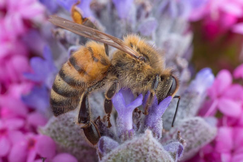 Honey Bee on Lavender stock image. Image of natural, wing 27098725