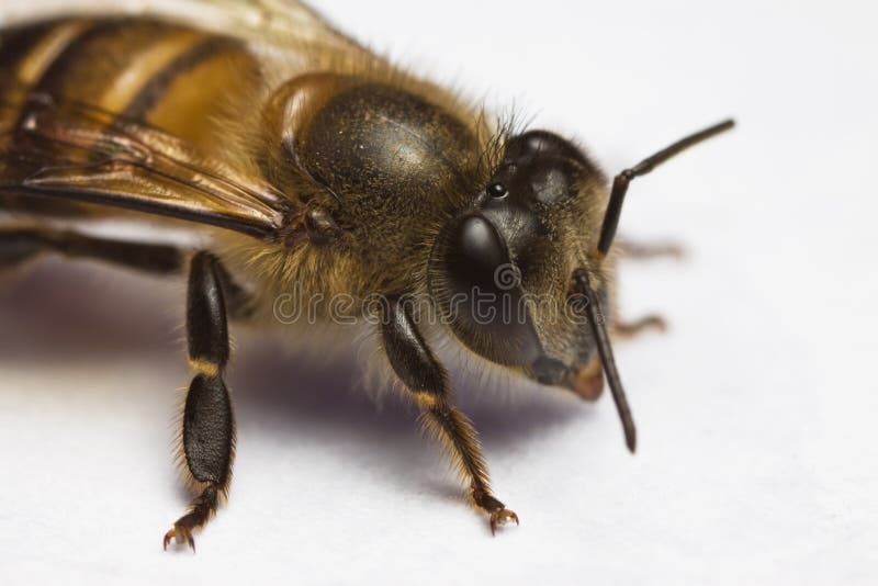 Honey Bee Macro close up