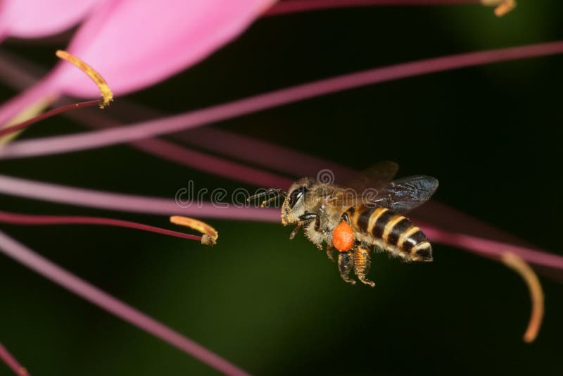 Honey Bee Macro flying