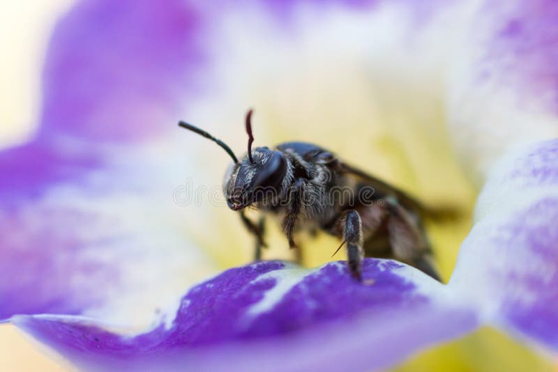 Honey bee macro. Macro photo of a common honey bee (Apis millifera) emerging or coming out from a beautiful purple flower after sucking the honey. A natural stock photography Honey bee macro. Macro photo of a common honey bee (Apis millifera) emerging or coming out from a beautiful purple flower after sucking the honey. A natural stock photography