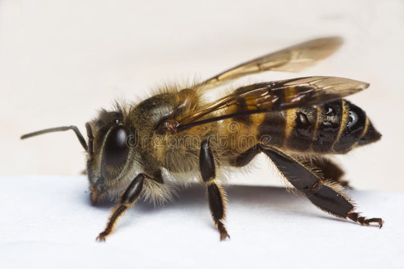 Honey Bee Macro side view