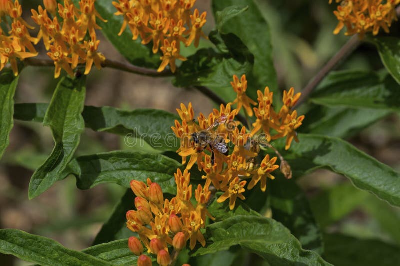 Honey bee which is a member of the genus Apis Asclepias tuberosa on Butterfly weed. Butterfly weed is a species of milkweed with clustered orange flowers from early summer to early autumn. Honey bee which is a member of the genus Apis Asclepias tuberosa on Butterfly weed. Butterfly weed is a species of milkweed with clustered orange flowers from early summer to early autumn.