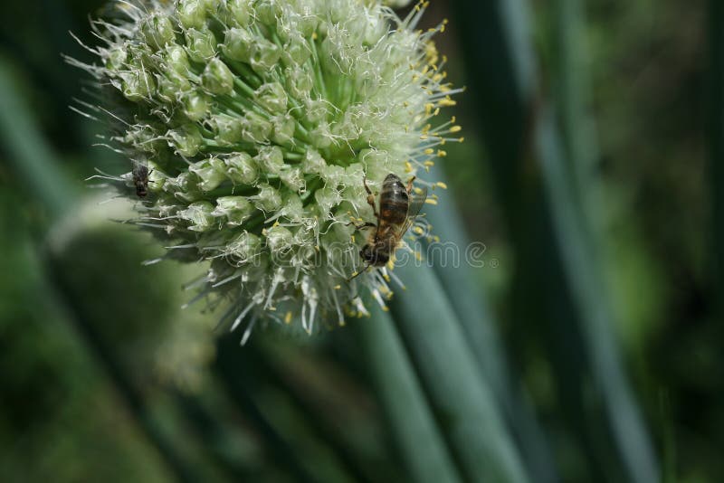 Honey Bee Nectaring Onion Flowers Stock Photos Free & RoyaltyFree