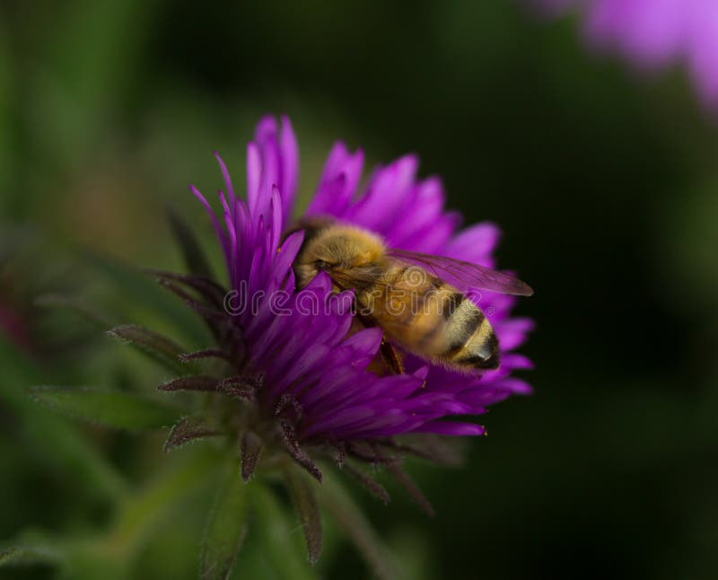 Honey Bee in a New England Aster Stock Photo Image of honeybee