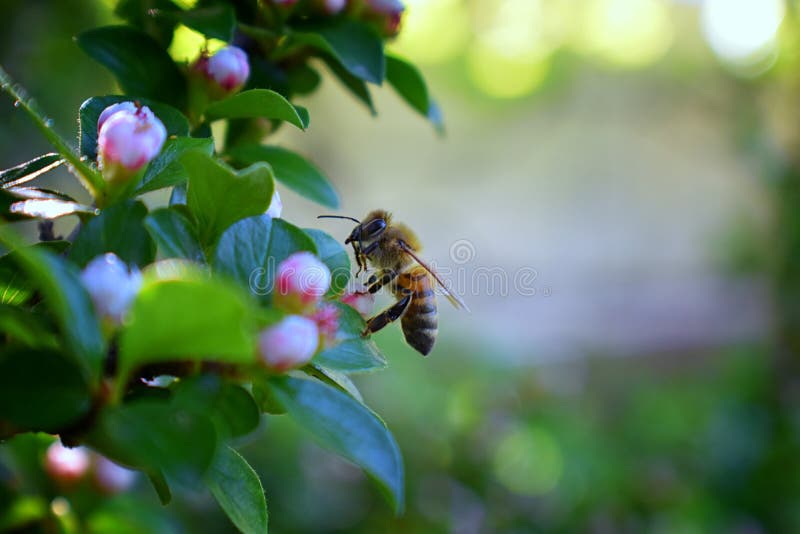 Honey Bee, opinión macra del primer, recogiendo el néctar y el polen en un flor de la flor del Cotoneaster que es un género de pl foto de archivo Honey Bee, opinión macra del primer, recogiendo el néctar y el polen en un flor de la flor del Cotoneaster que es un género de pl foto de archivo