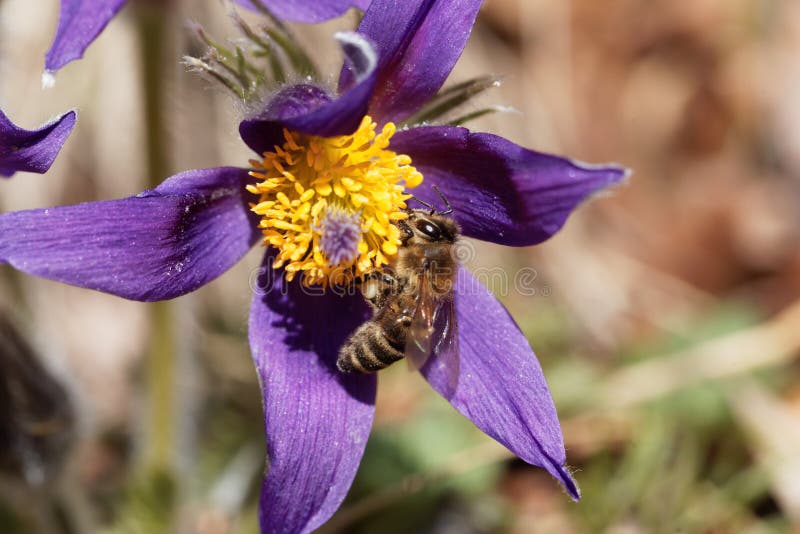 Honey Bee on a Pasque Flower Stock Image Image of close, floral 90402171