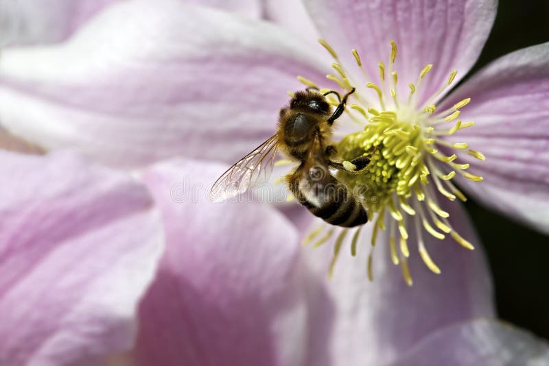 Honey bee on pink flower