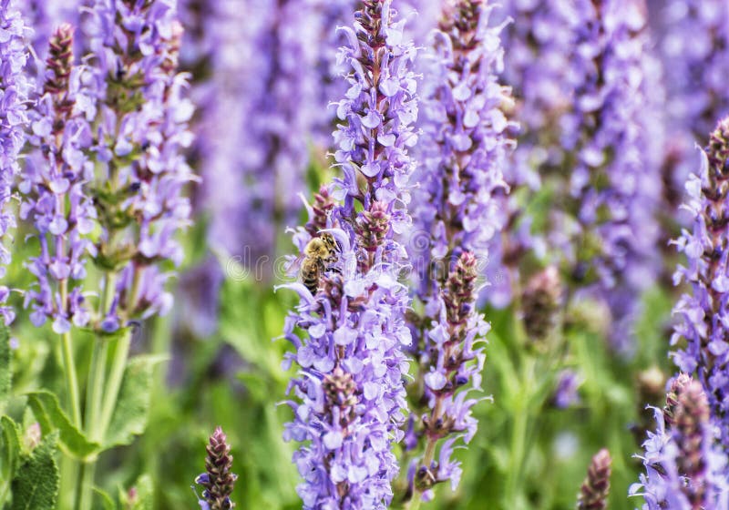 Honey bee pollinates lavender flowers, seasonal natural scene