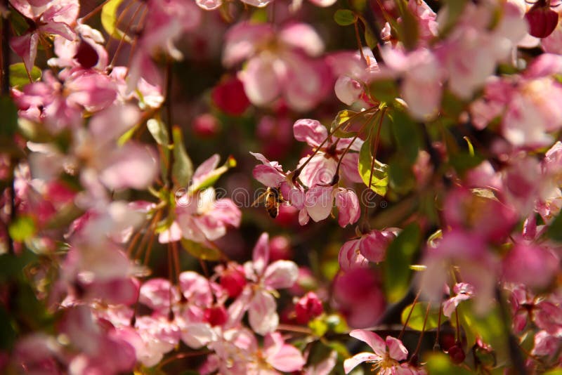 Honey Bee Pollinating Blooming Cherry Tree. Cherry Blossom Season Stock