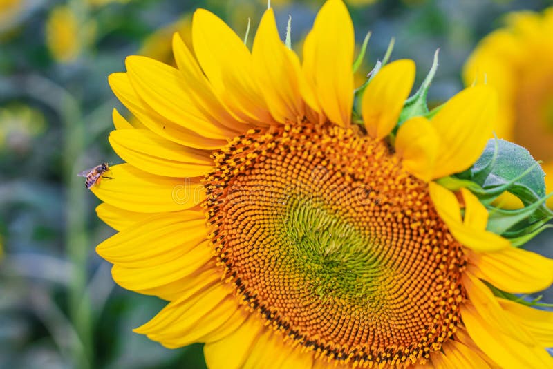 Honey Bee Pollinating Sunflower Plant. Honey Bee Pollinating Sunflower