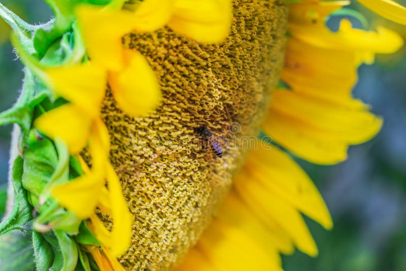Honey Bee Pollinating Sunflower Plant. Honey Bee Pollinating Sunflower Stock Image Image of