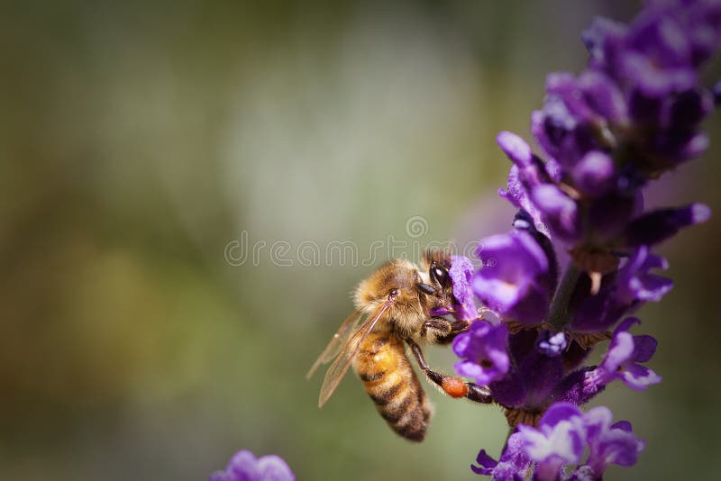 A macro shot of a honey bee Apis mellifera pollinating a Lavender flower Lavandula angustifolia, on a blurred green background. A macro shot of a honey bee Apis mellifera pollinating a Lavender flower Lavandula angustifolia, on a blurred green background.