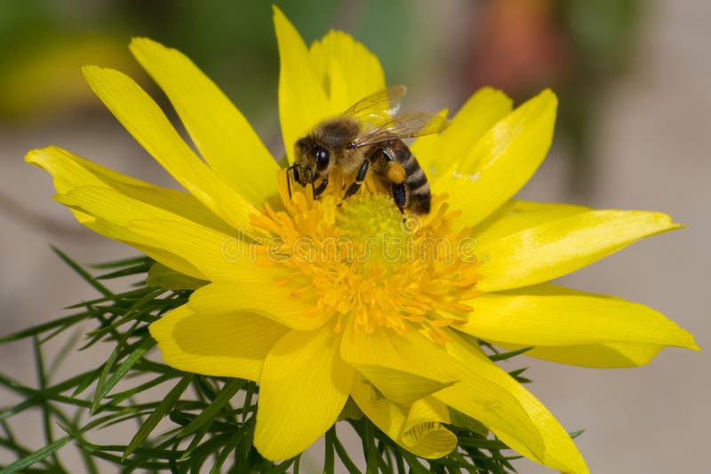 Honey Bee, Pollination Process Stock Photo Image of nectar