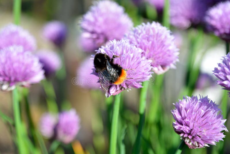 Honey Bee on Purple Flowers Stock Photo Image of flowers, summer
