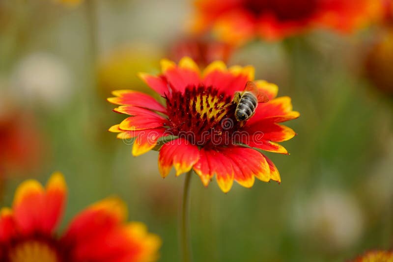 Honey Bee Sips Nectar from Gaillardia Flower Stock Photo Image of