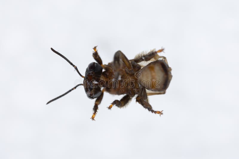 Honey Bee and Stingless Bee Hymenoptera for Education in Laboratory