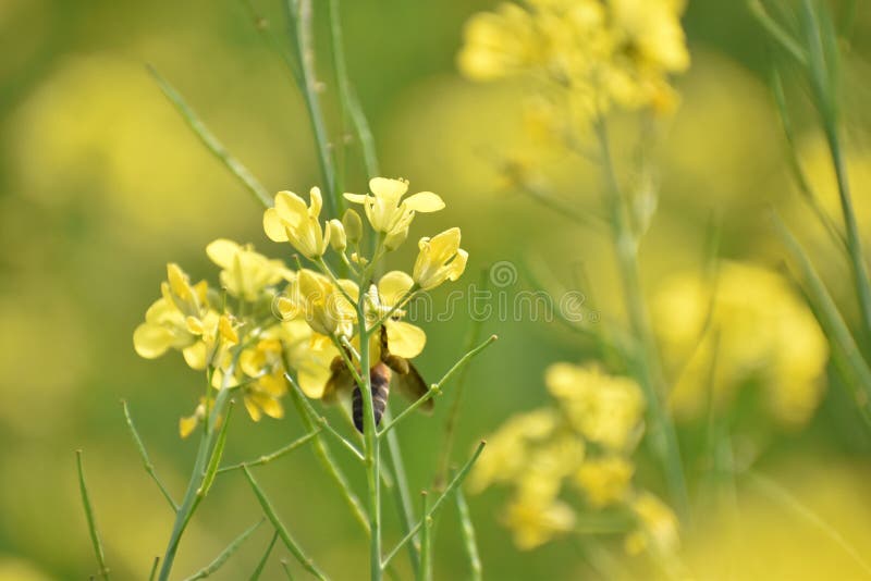Honey Bee Sucking Honey from the Mustard Flower Stock Image Image of