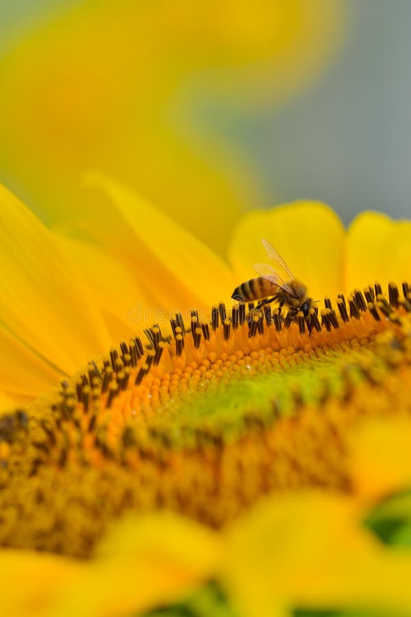 Honey bee in the sunflower stock photo. Image of botanical 34239114