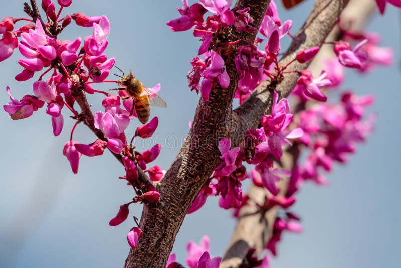 Honey Bee sur Bud Tree Bloom rouge photo stock Honey Bee sur Bud Tree Bloom rouge photo stock
