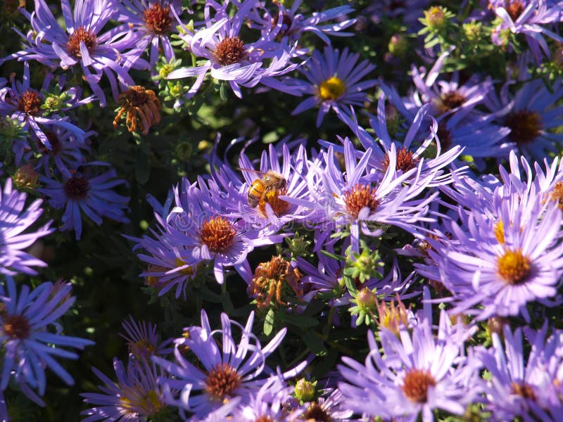 Honey Bee Takes Nectar From A Daisy Flower Bed bleue photo libre de droits Honey Bee Takes Nectar From A Daisy Flower Bed bleue photo libre de droits