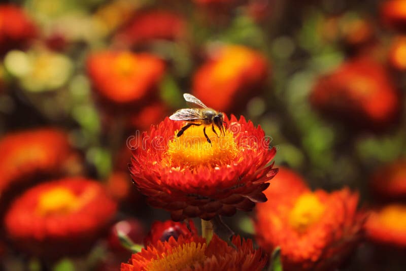Honey Bee on Une Belle Fleur Rouge De Helichrysum Image stock Image