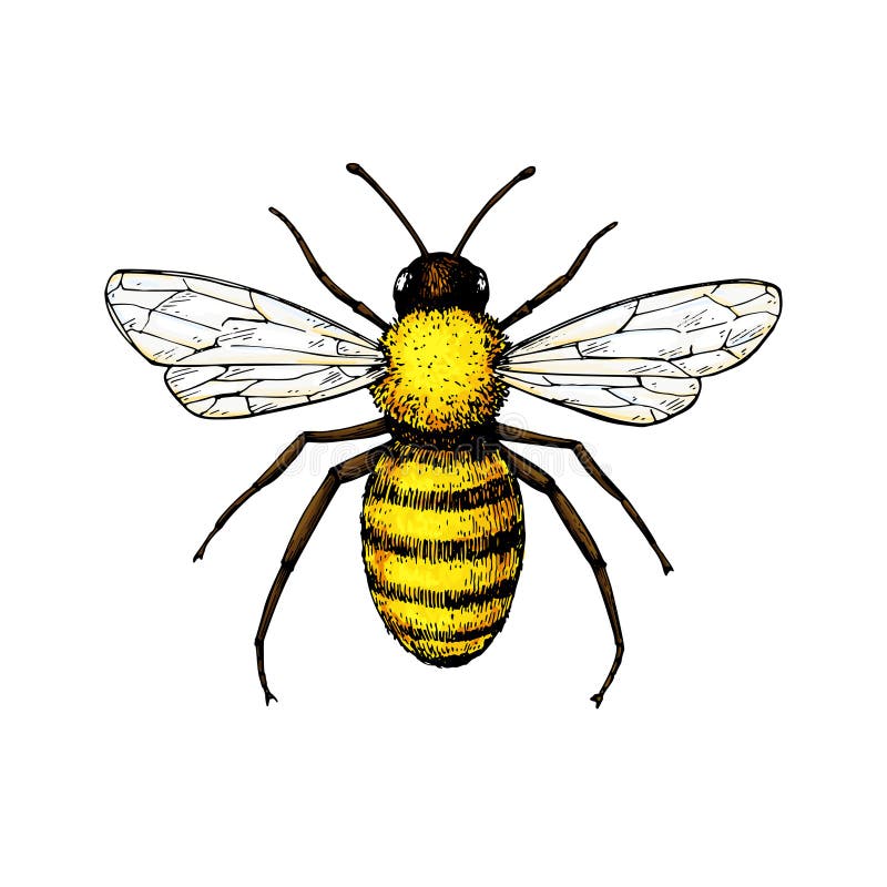 Honey Bee Cliparts, Stock Vector and Royalty Free Honey Bee Illustrations-saigonsouth.com.vn