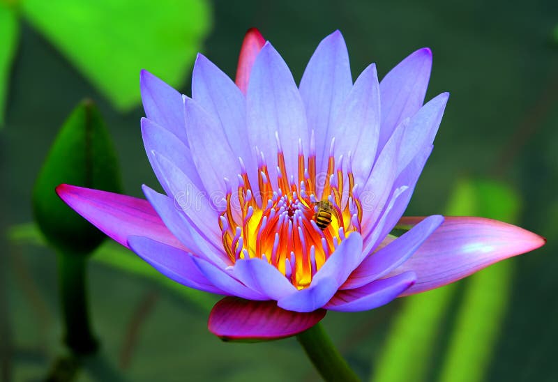 423 Water Lily Pollination Stock Photos Free & RoyaltyFree Stock