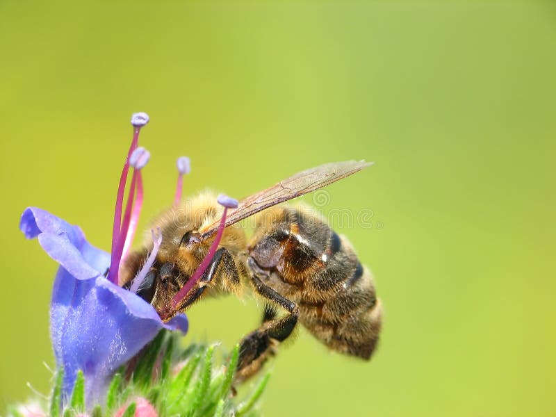 Honey bee in the work