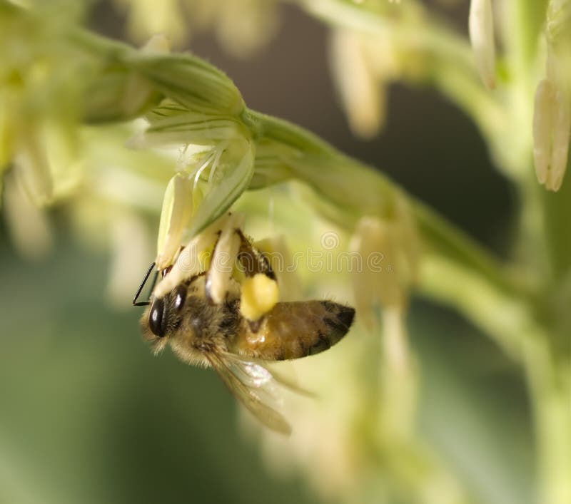 Honey bee worker collecting pollen stock photos