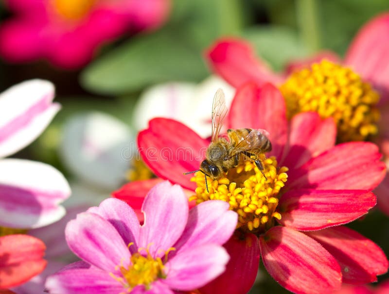 Honey bee working on flower