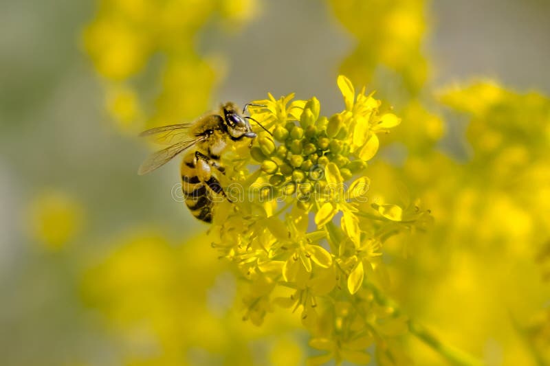 Honey bee on yellow flowers.