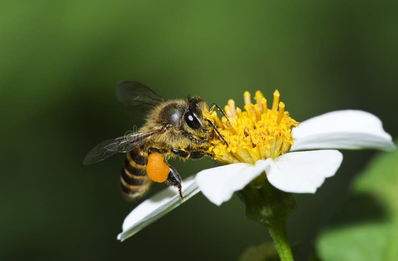 Il miele le api sul fiore.