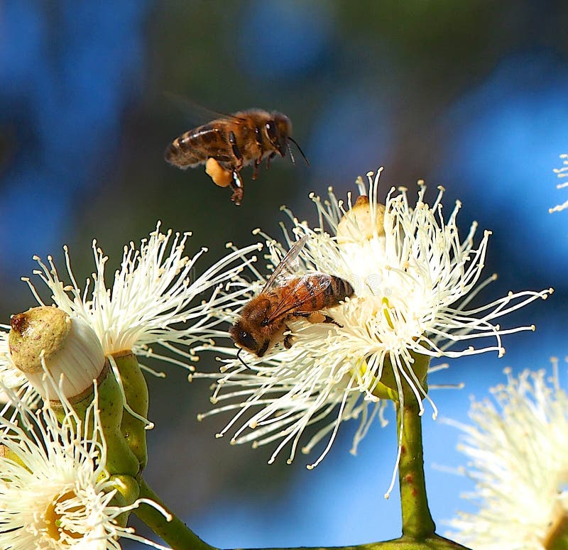 Honey Bees Busy Pollinating Sugar Gum Tree (eukalyptuscladocalyx