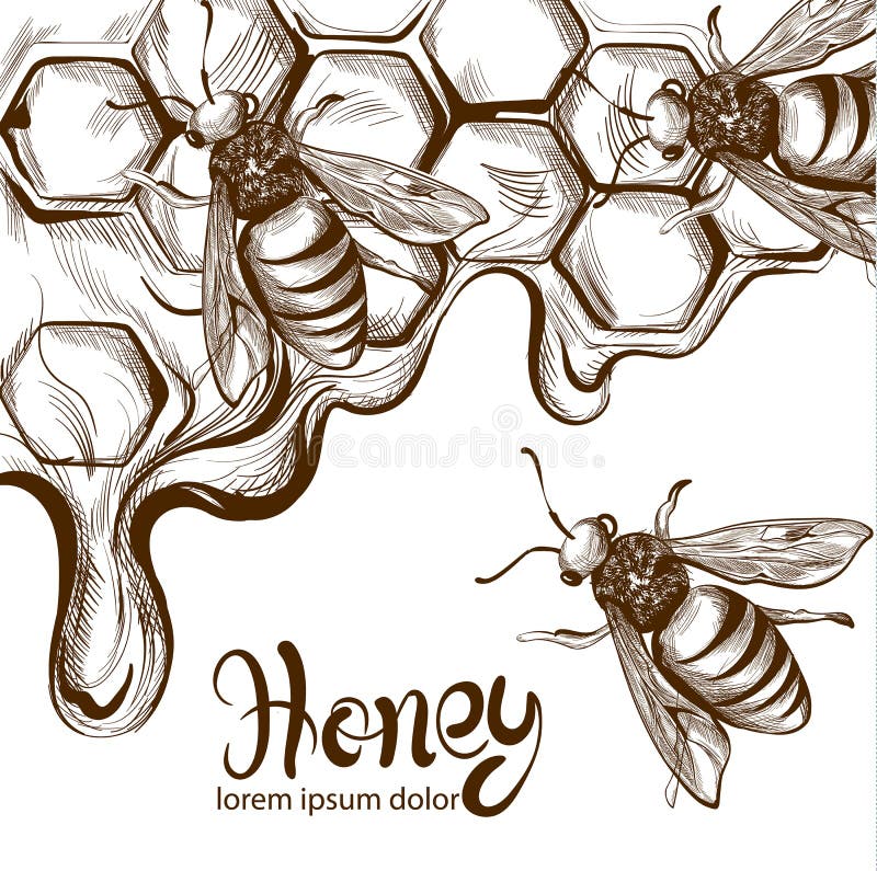 Honey, bees combs Vector line art. Retro vintage old effect styles