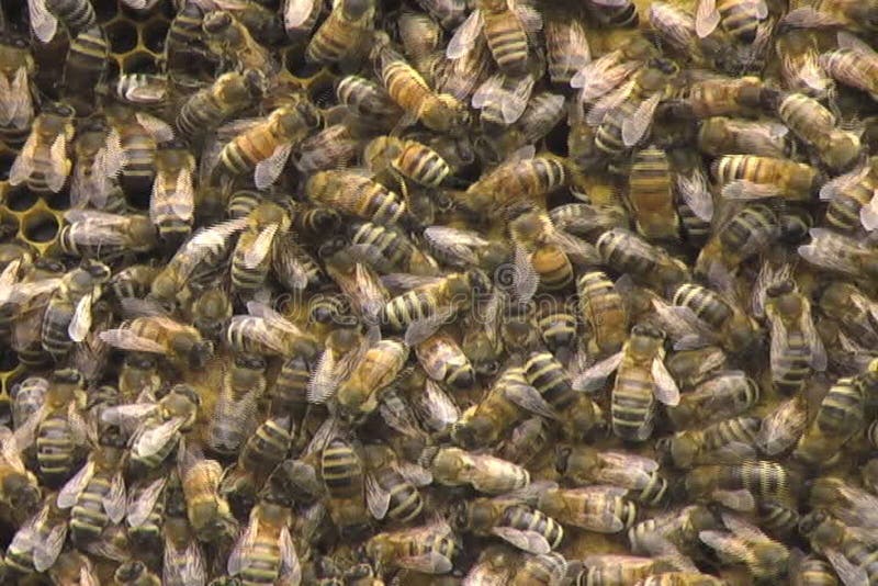 Honey Bees in einem Bienenstock