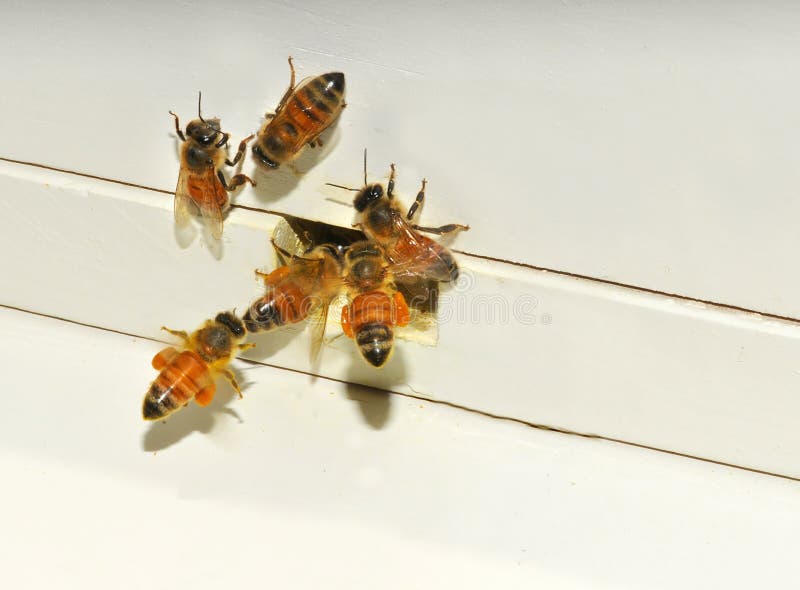 Honey bees entering hive stock image