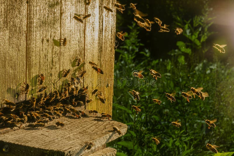Honey bees entering their beehive stock photography
