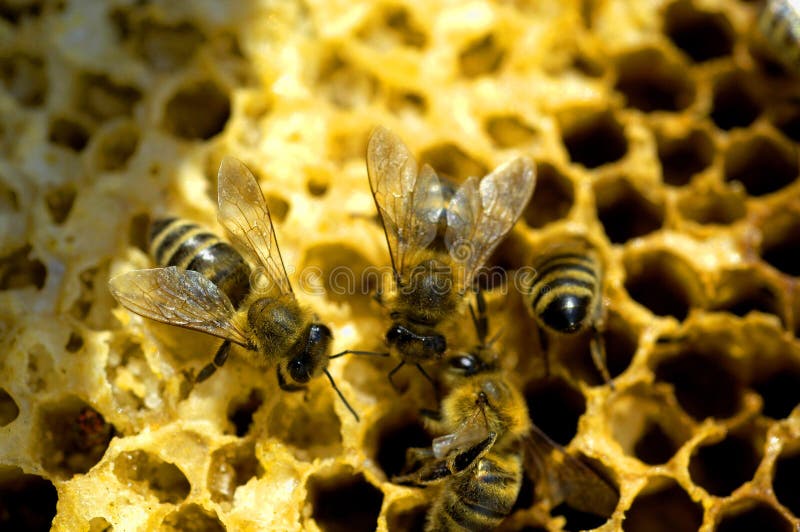 Honey bees royalty free stock photo