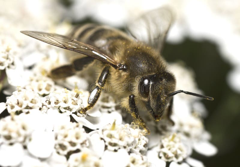 Portrait of the honey bee