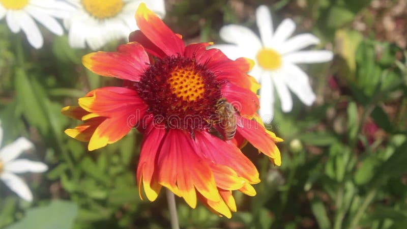 Honey Bees On Orange Flower