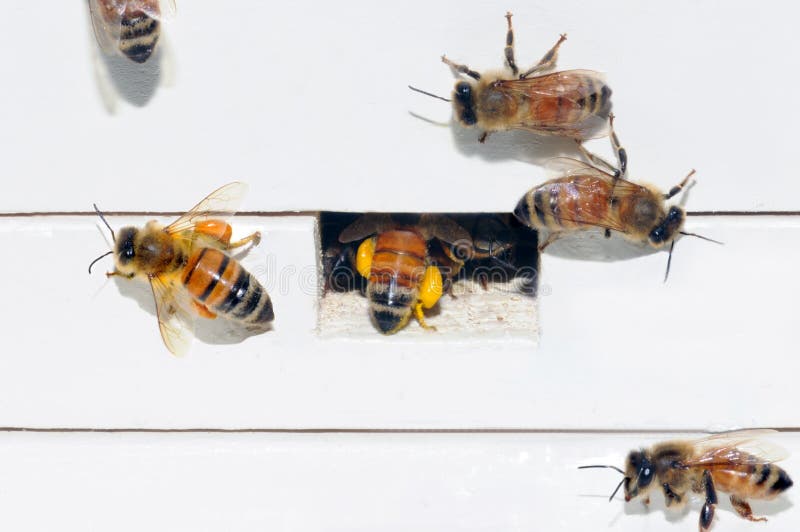 Honey Bees Packing Pollen royalty free stock image