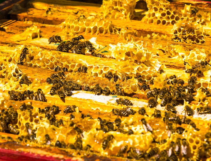The Honey Bees on Wax Combs, Outdoors Stock Image Image of