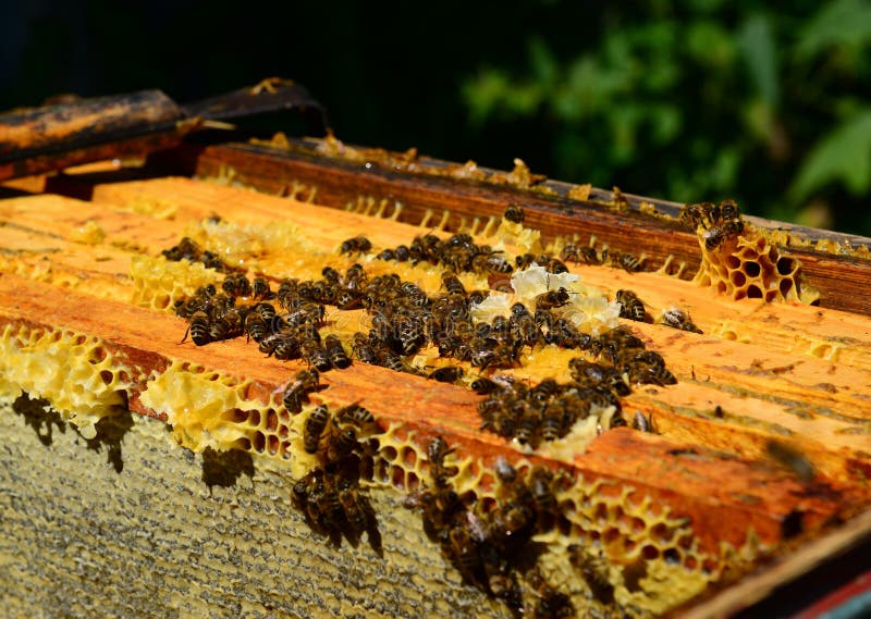 The Honey Bees on Wax Combs, Outdoors Stock Image Image of