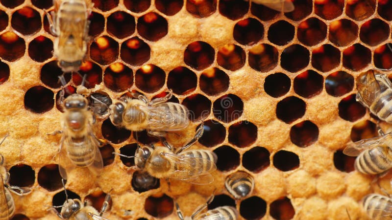 Honey bees work in the hive