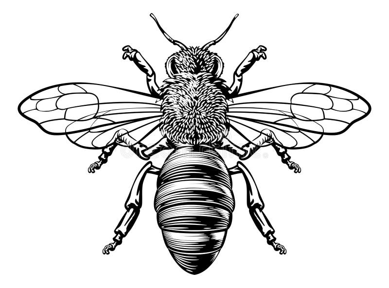 Honey Bumble Bee Woodcut Vintage Bumblebee Drawing